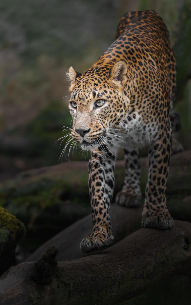 leopardo do sri lankan foto