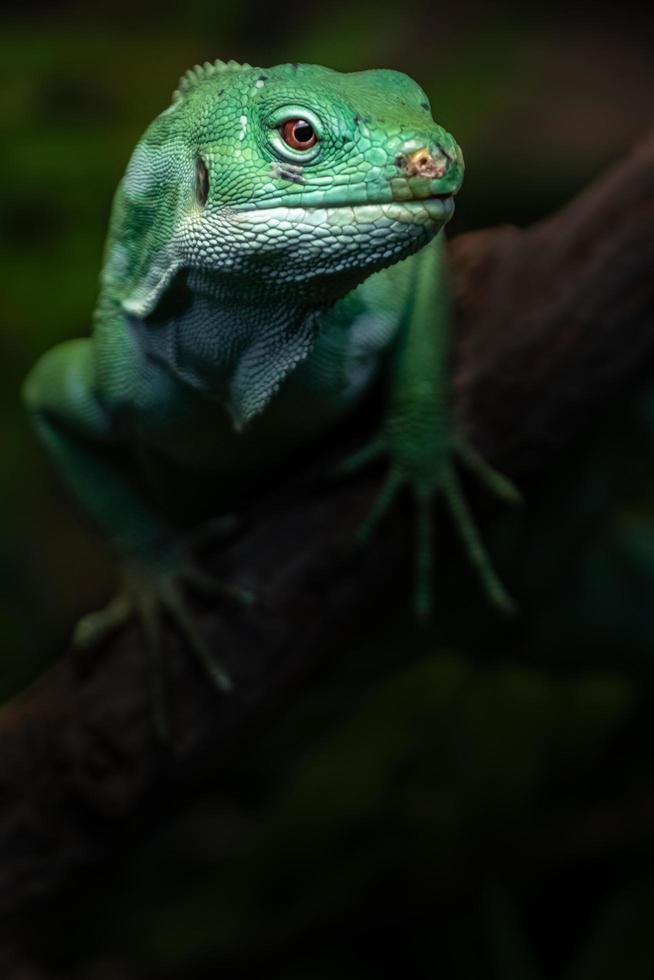 iguana anilhada de fiji foto