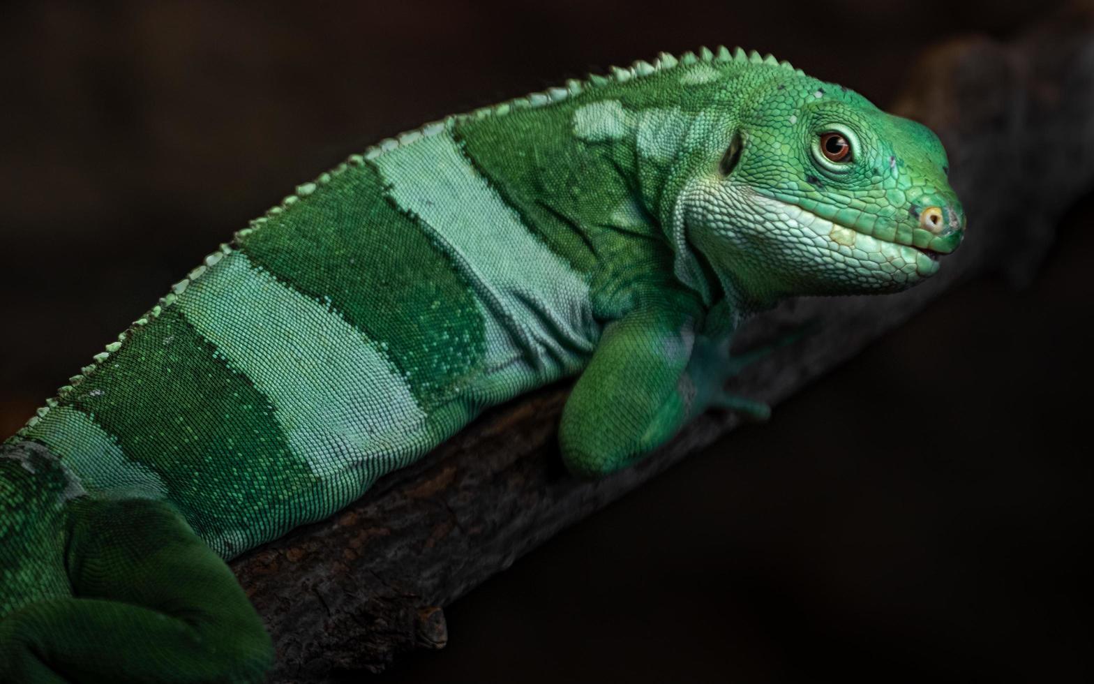 iguana anilhada de fiji foto
