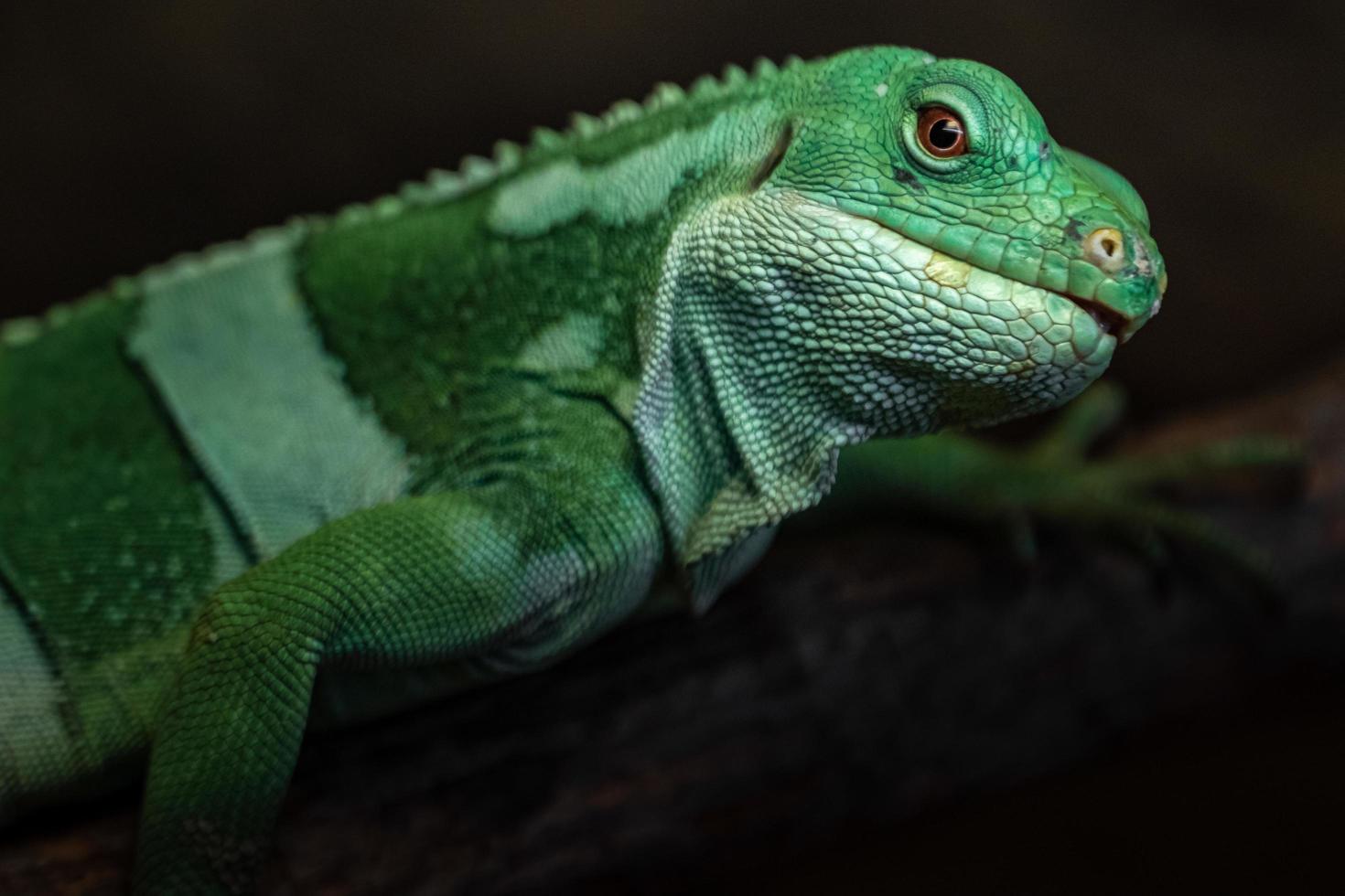 iguana anilhada de fiji foto