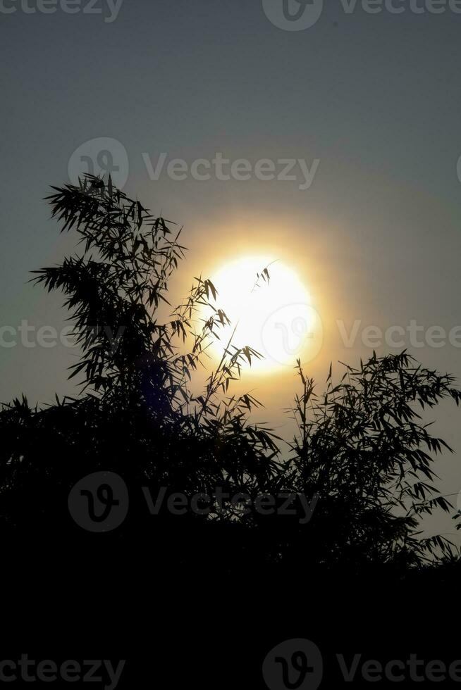 bambu folha silhueta dentro nascer do sol céu em borrado fundo com caloroso nascer do sol tons foto