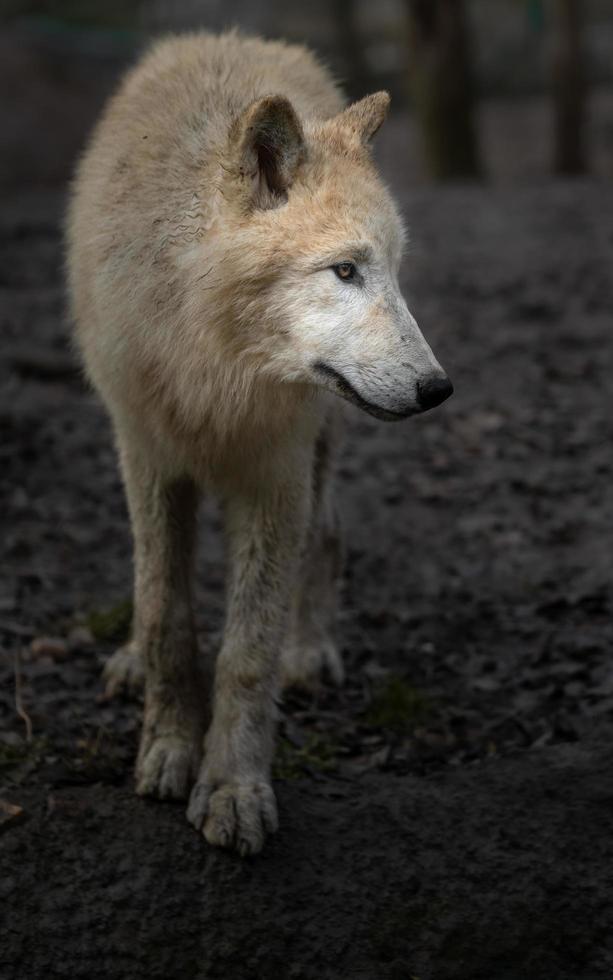 retrato de lobo ártico foto