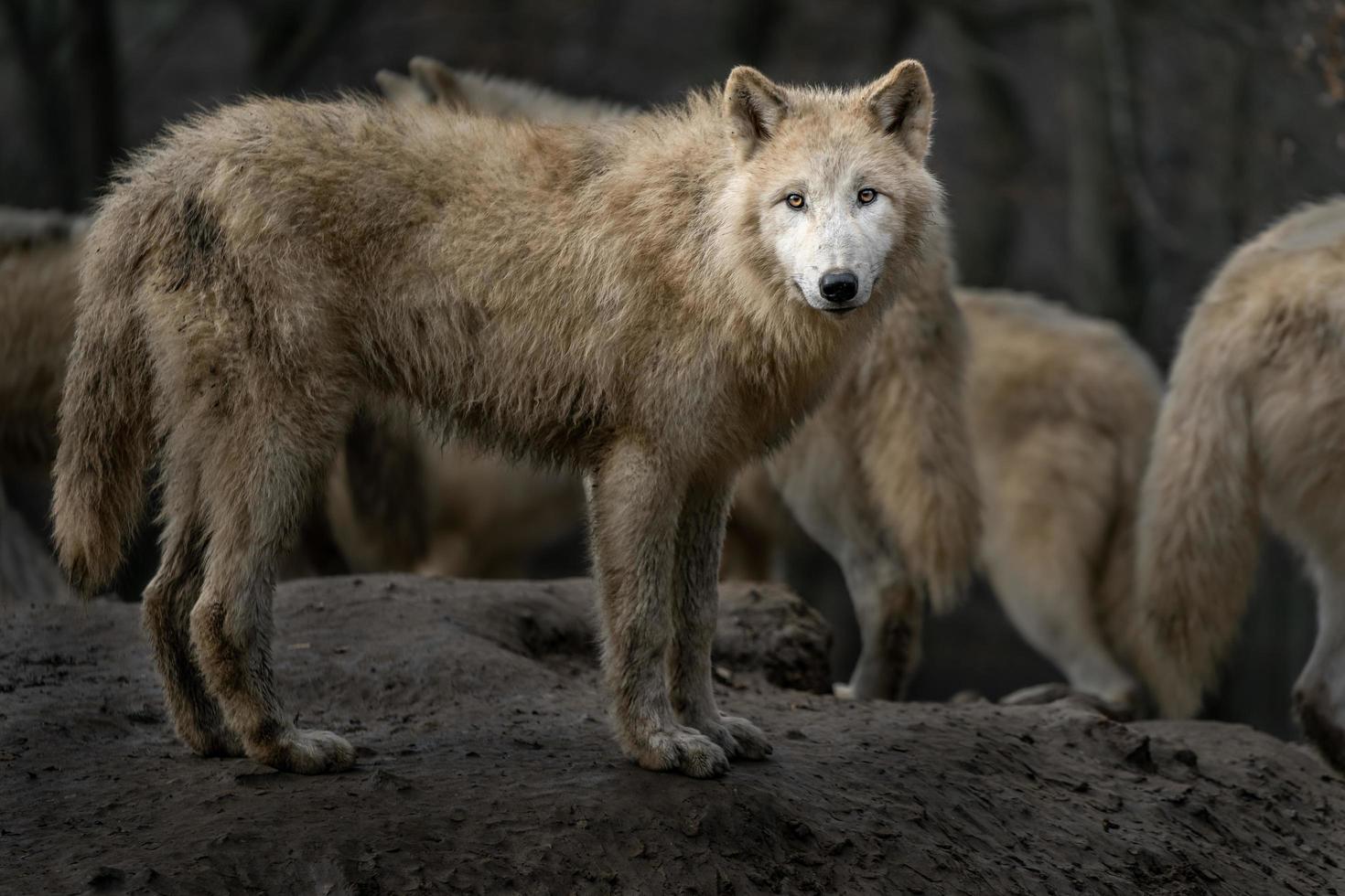 retrato de lobo ártico foto