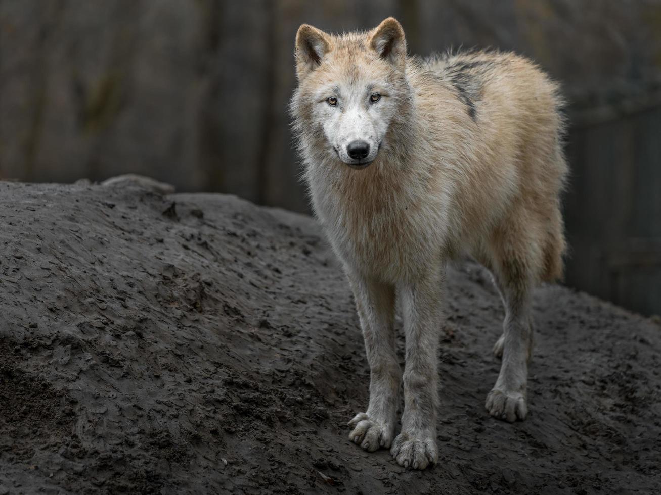 retrato de lobo ártico foto