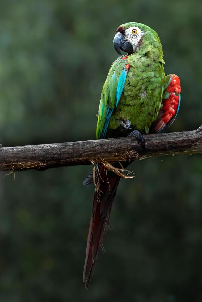 arara-da-cara-castanha foto