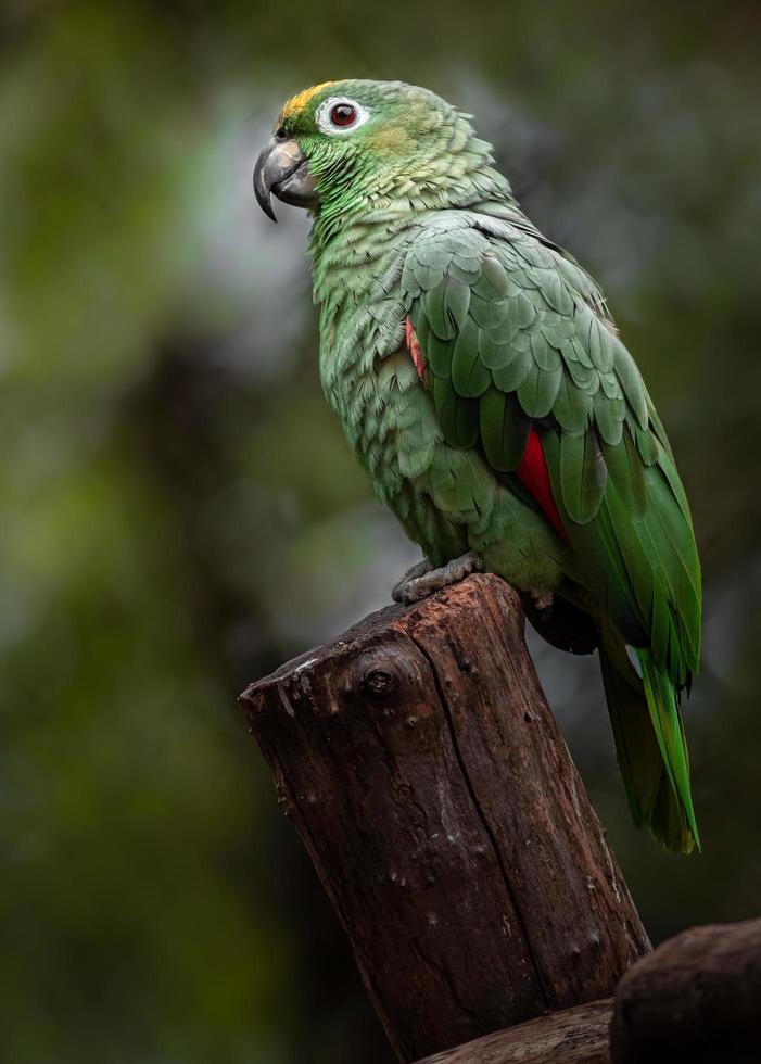 amazona mealy meridional foto