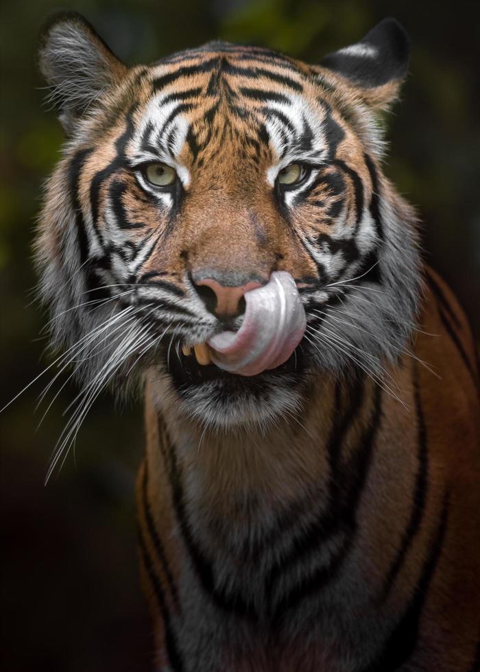 retrato de tigre sumatra foto