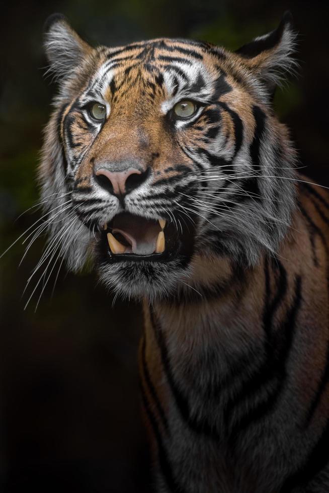 retrato de tigre sumatra foto