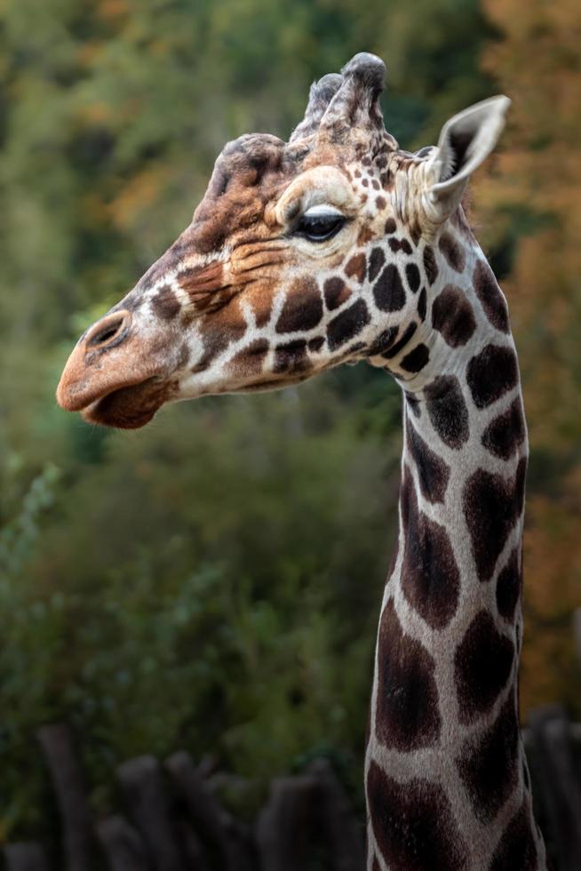 retrato de girafa reticulada foto