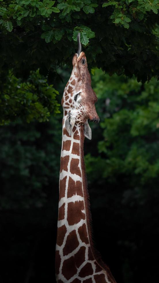 retrato de girafa reticulada foto