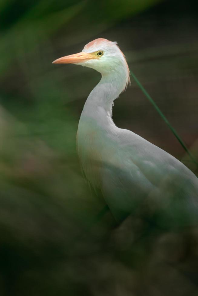 retrato de garça-vaqueira foto