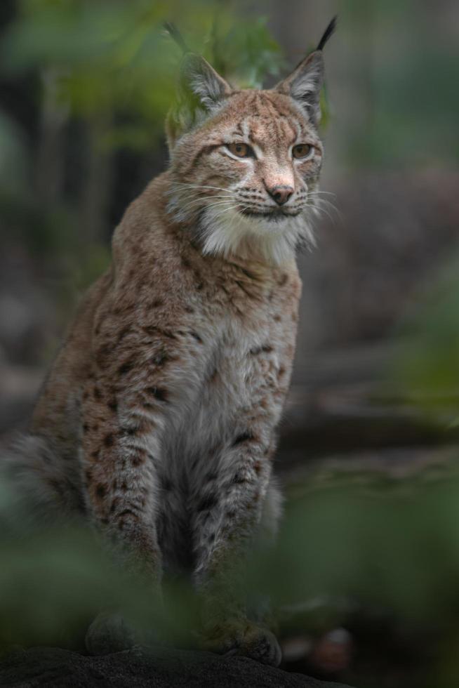 retrato de lince eurasiático foto