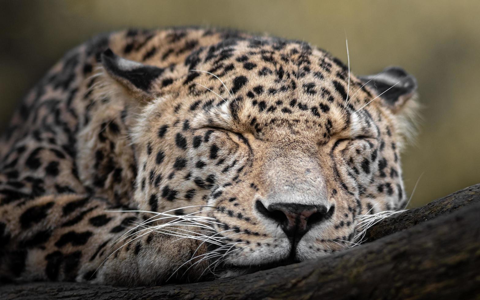 leopardo persa dormindo foto