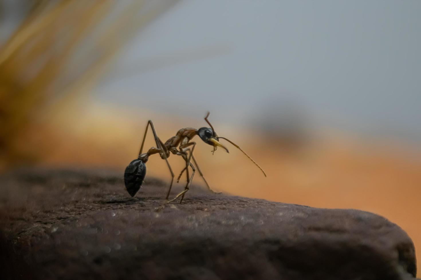 retrato de myrmecia desertorum foto