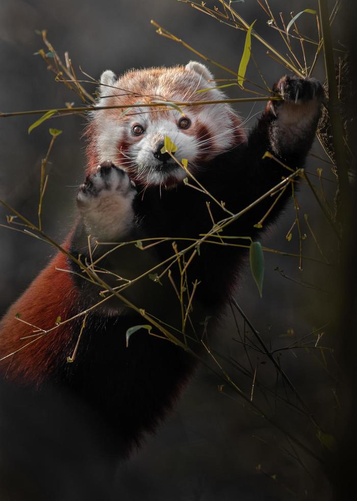 panda vermelho acenando foto