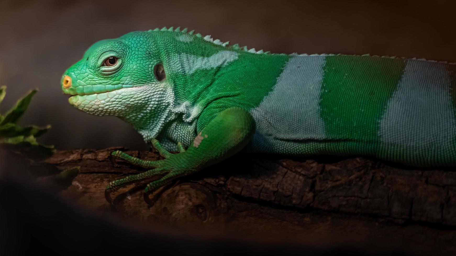 iguana anilhada de fiji foto