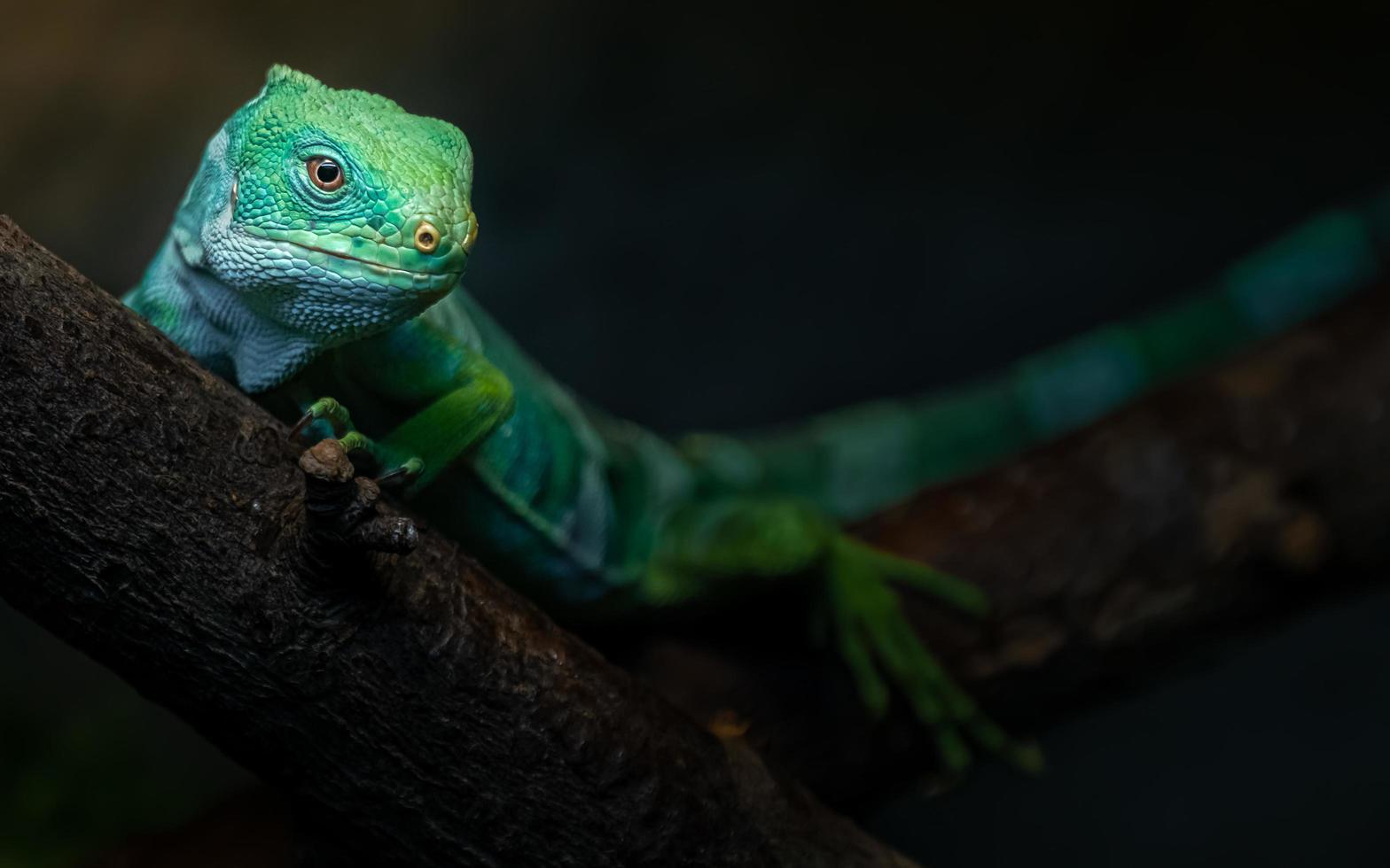 iguana anilhada de fiji foto