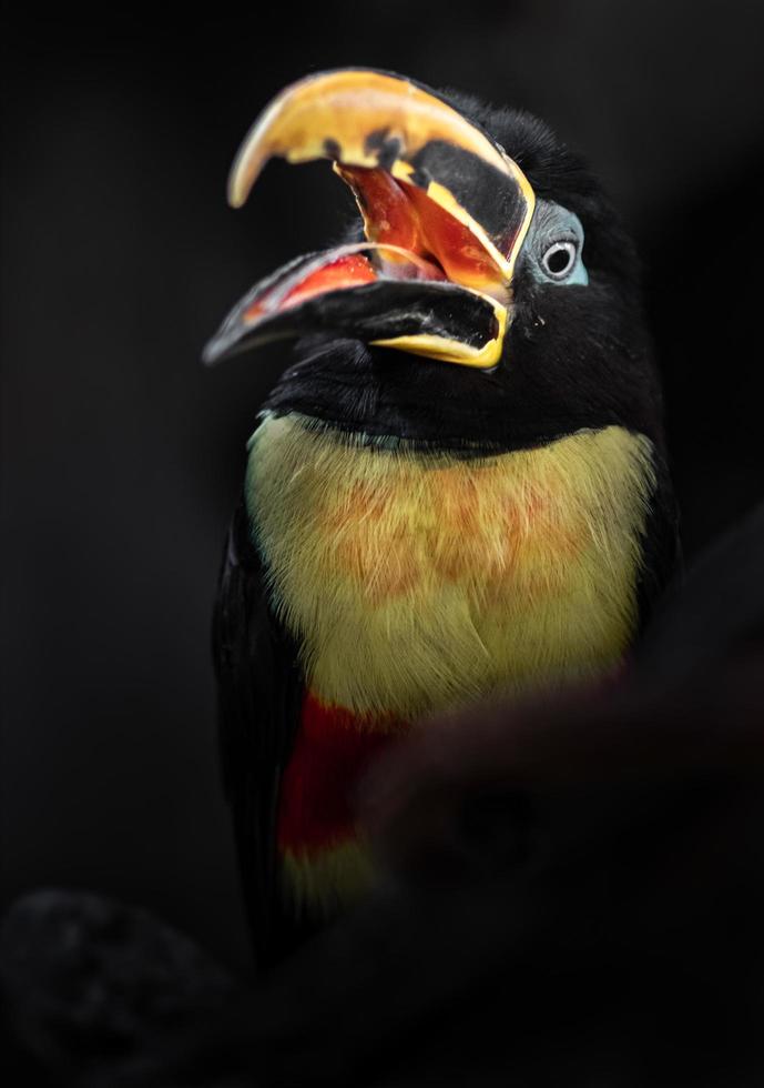 aracari orelhudo castanho foto