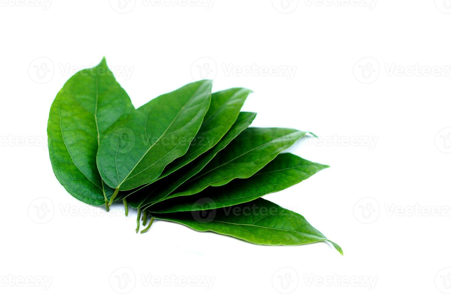 verde tiliacora triandra folhas ou bai sim nang tailandês nome ,isolado em branco fundo. conceito, tailandês ervas plantas este ter medicinal qualificação, Comida e beber ingrediente. foto