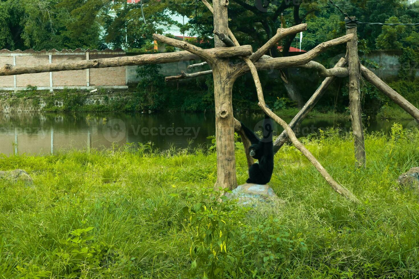 uma selvagem Preto Siamang macaco dentro a região selvagem foto