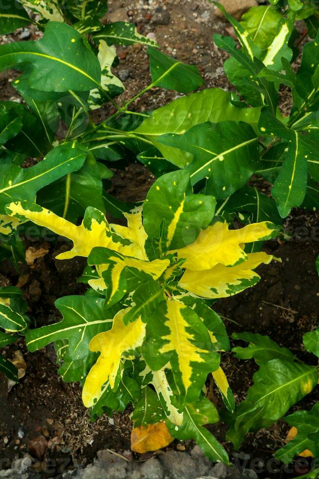 exótico botânico tropical verde plantas foto