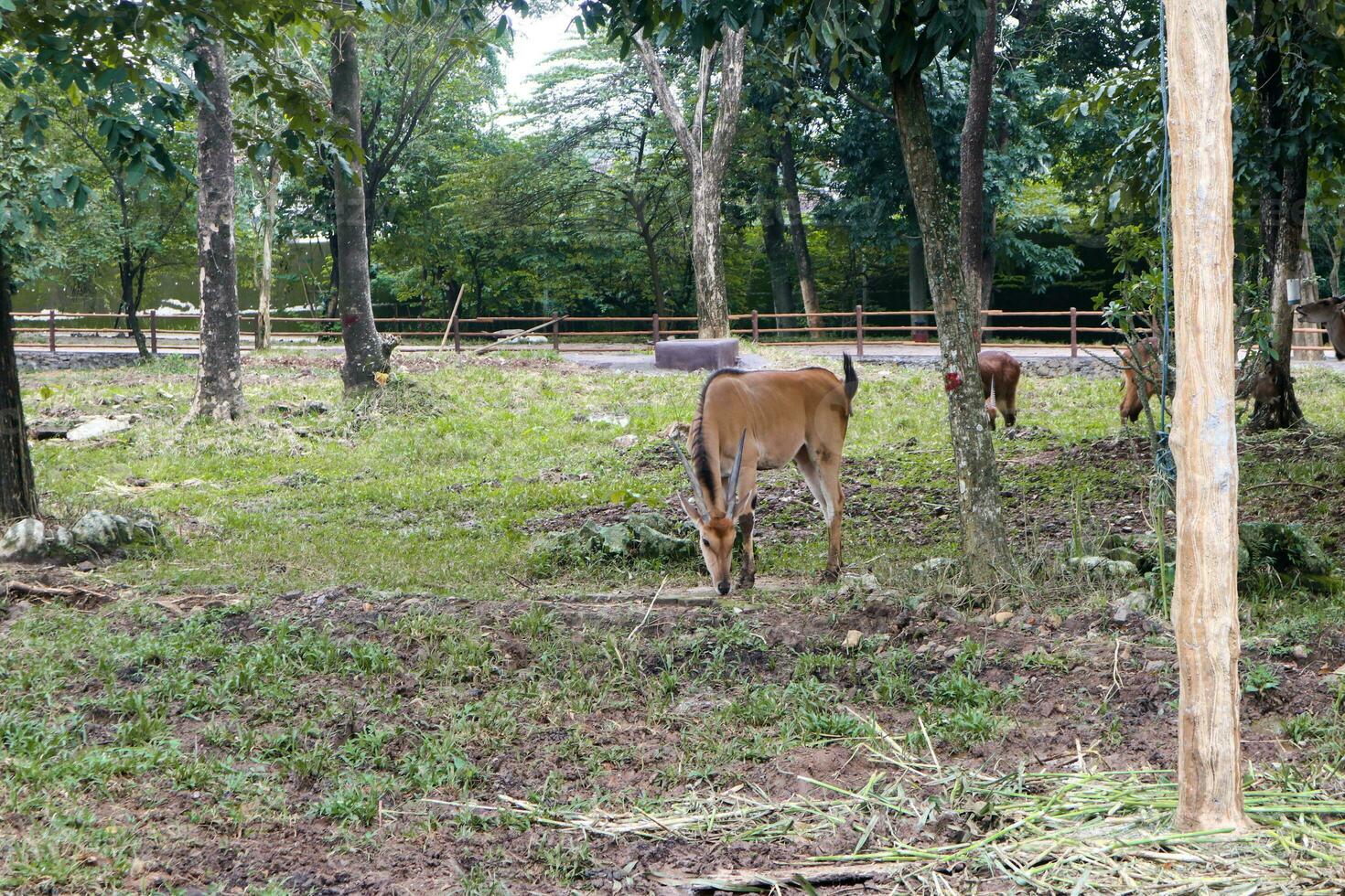 com chifres em espiral antílope forrageamento dentro jardim zoológico foto