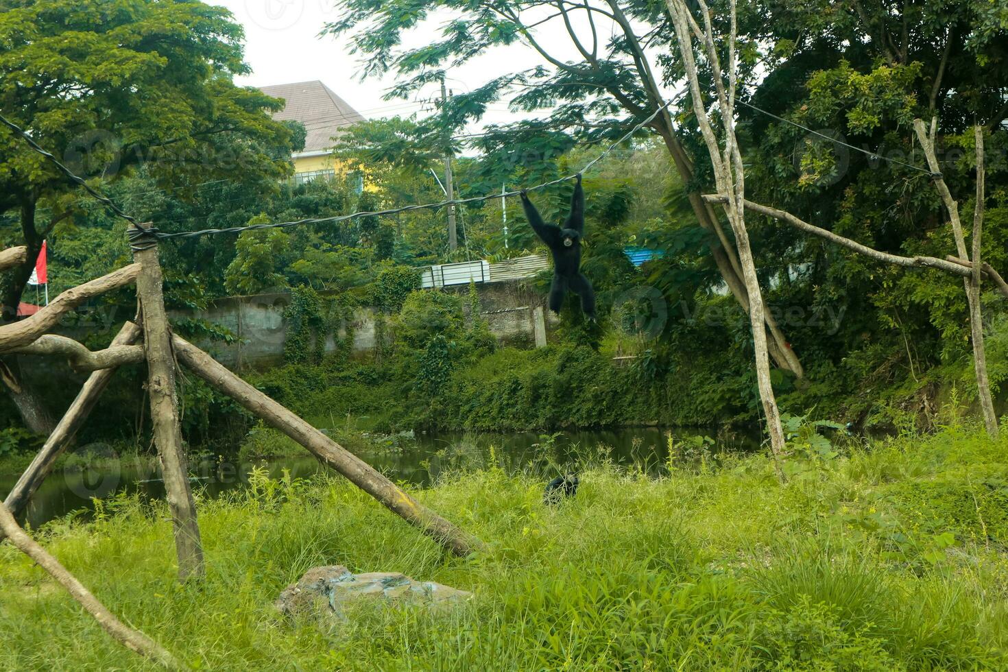 uma selvagem Preto Siamang macaco dentro a região selvagem foto