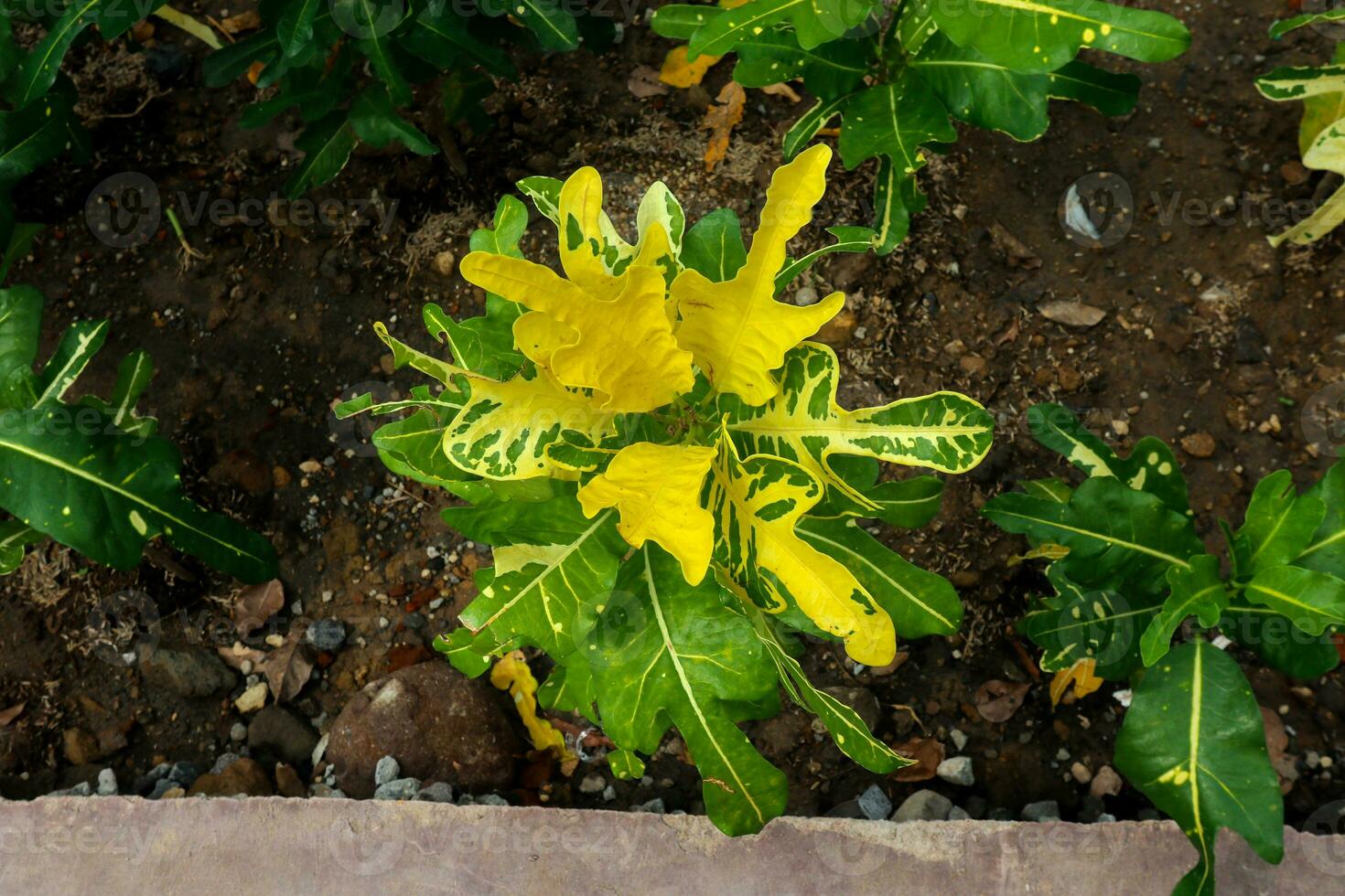 exótico botânico tropical verde plantas foto