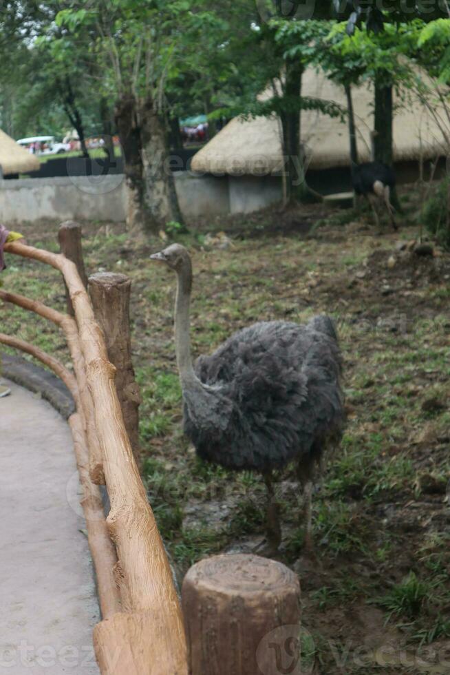 avestruz forrageamento dentro jardim zoológico exibição natural foto