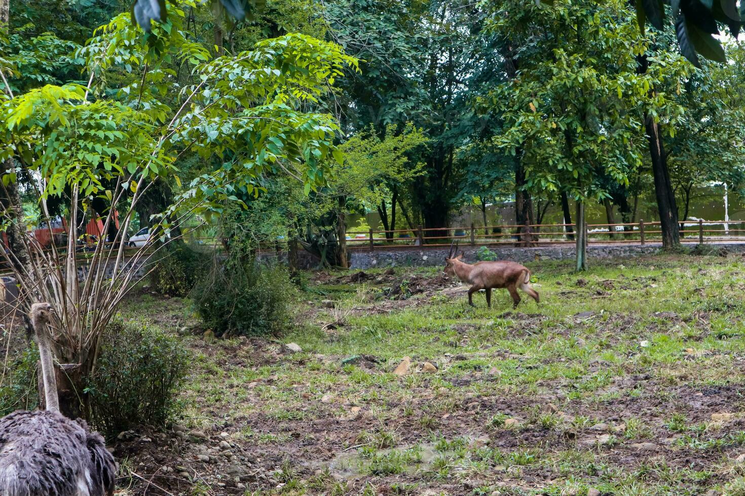 com chifres em espiral antílope e avestruz forrageamento dentro jardim zoológico foto