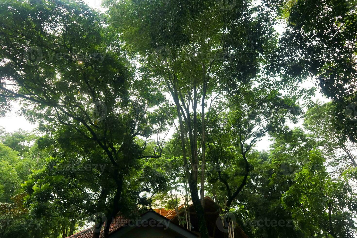 natural panorama com ramificado árvore galhos foto