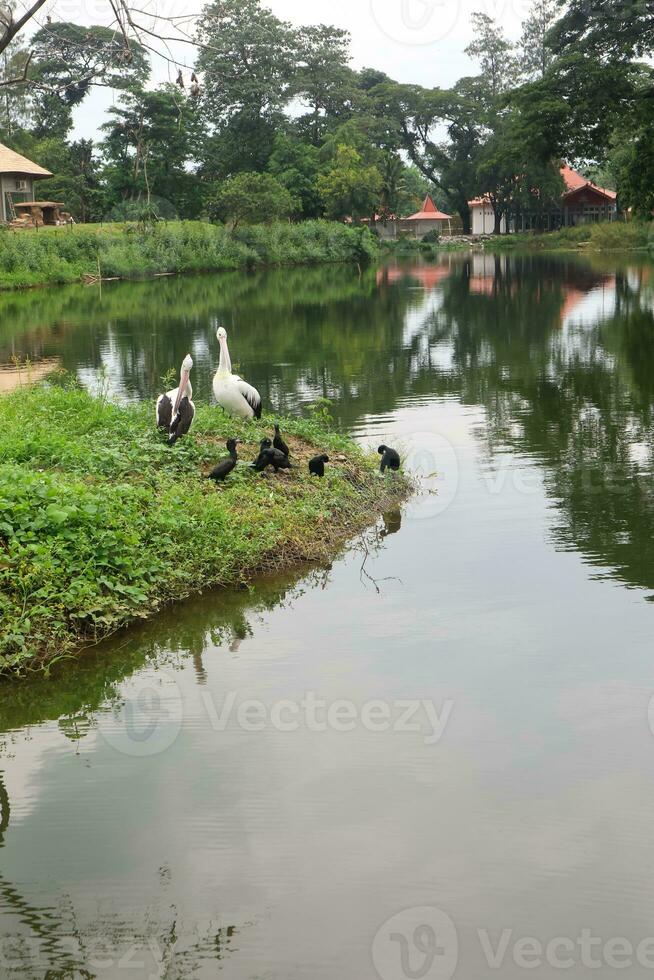 pelicanos estão banhos de sol e relaxante em a lago foto