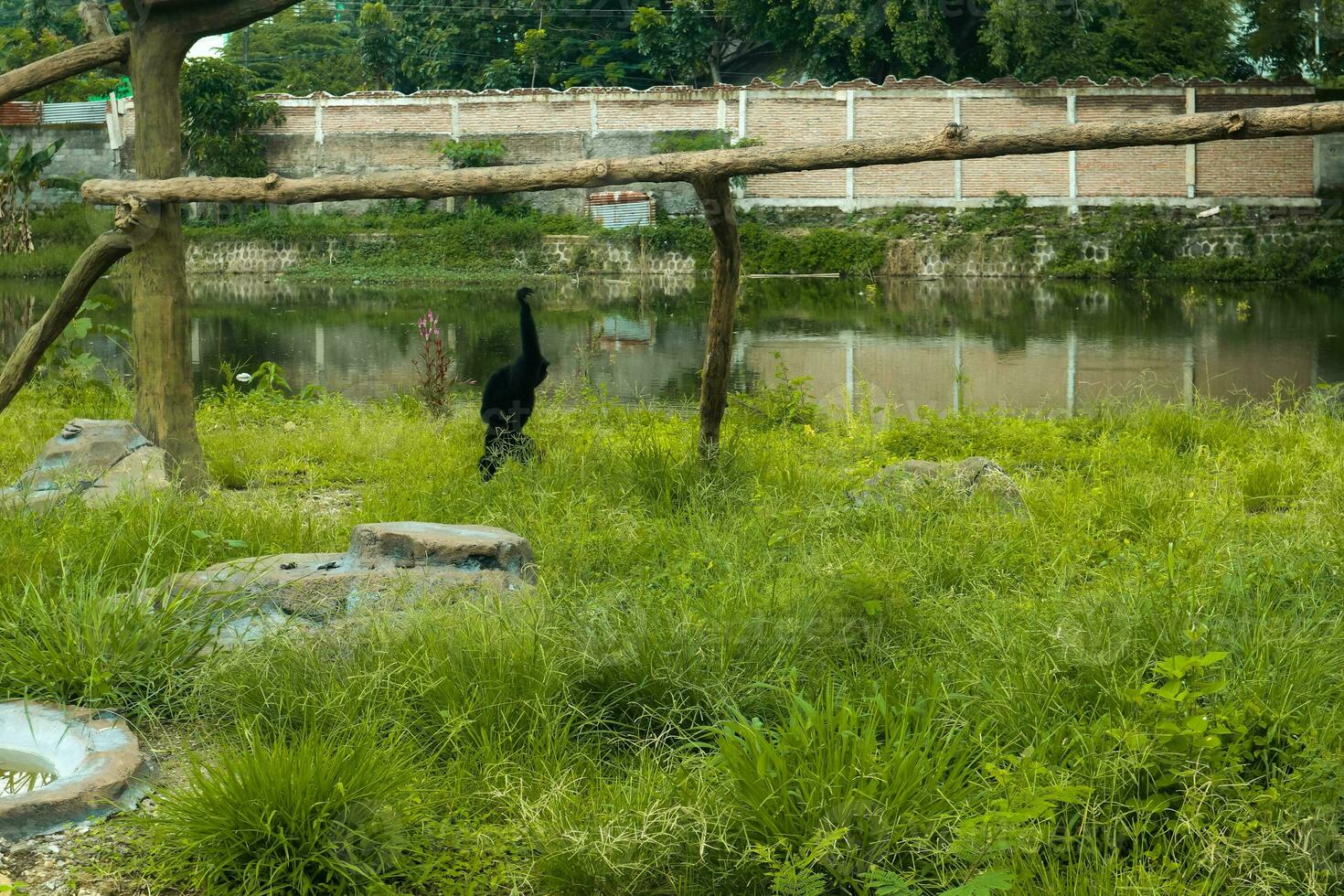 uma selvagem Preto Siamang macaco dentro a região selvagem foto