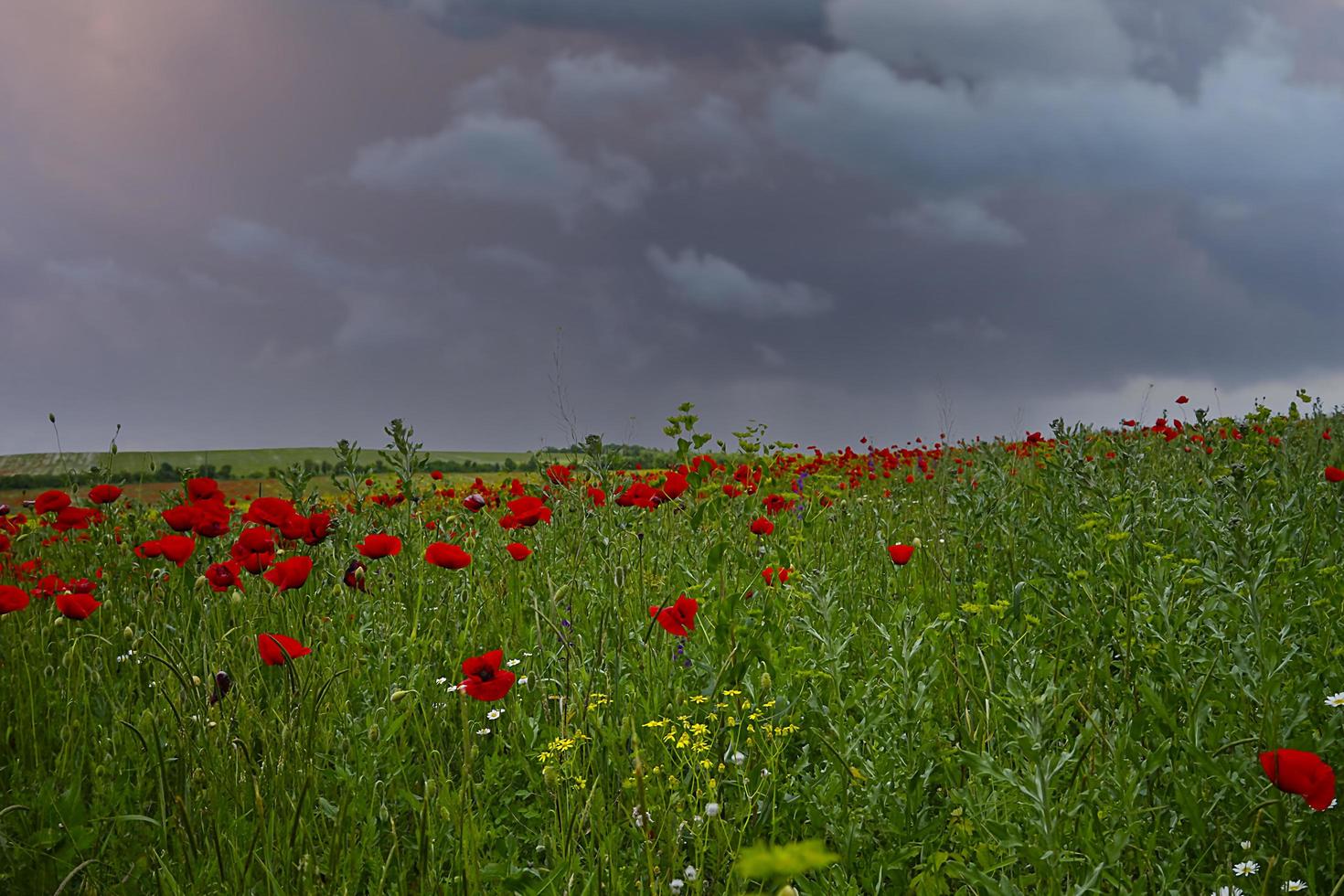 papoilas vermelhas em um campo sob um céu nublado foto