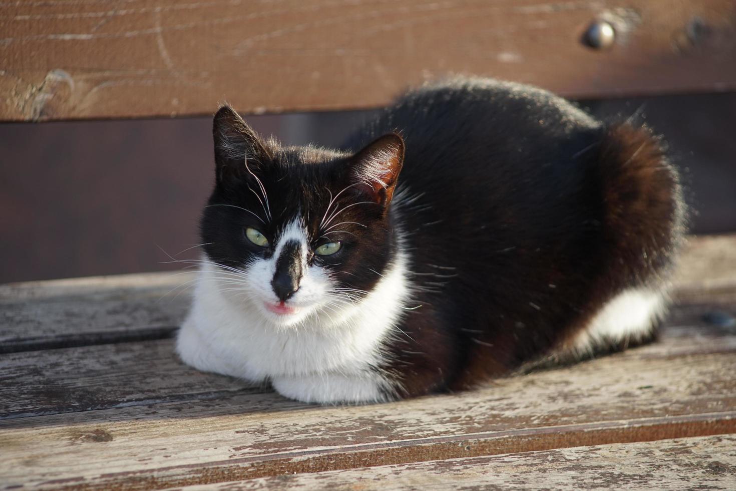 retrato de um gato preto e branco foto