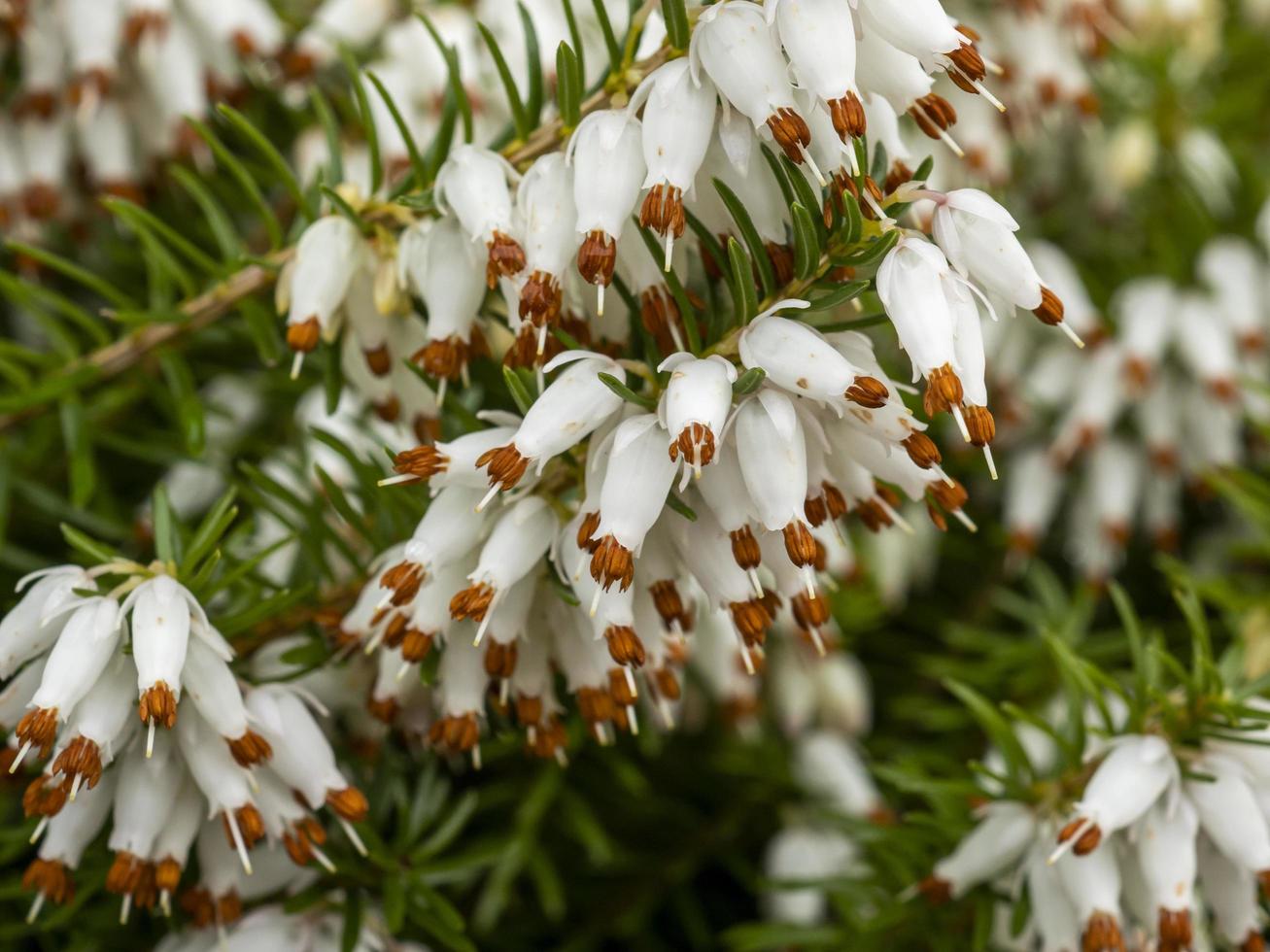 close up das flores de urze branca erica x veitchii exeter foto