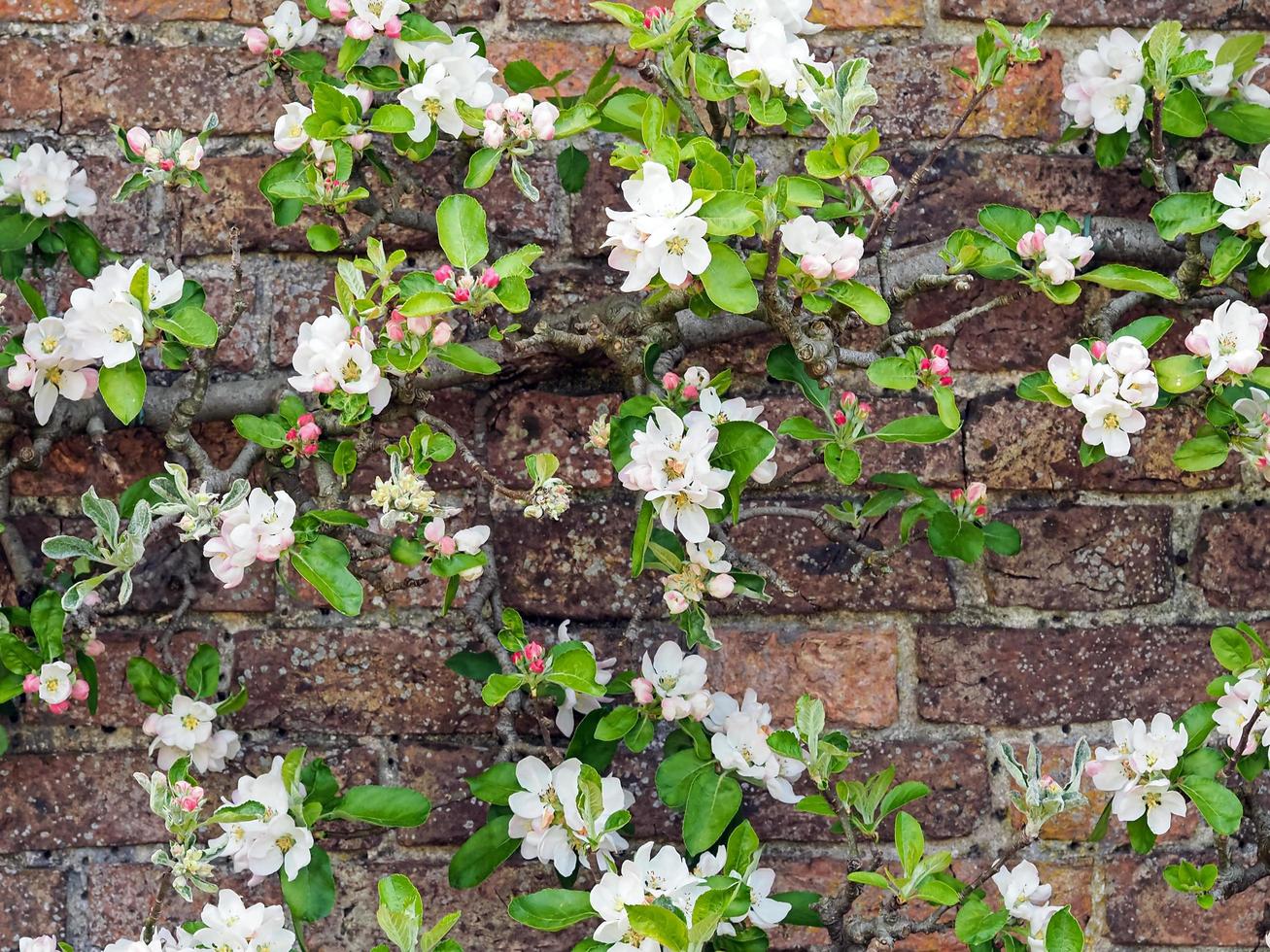 flor de maçã em uma horta murada foto