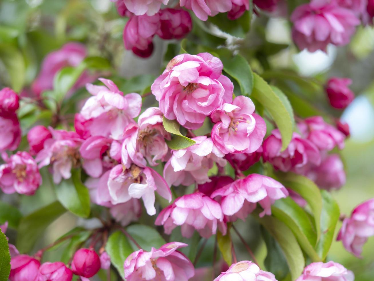 adorável flor de macieira siri-rosa foto