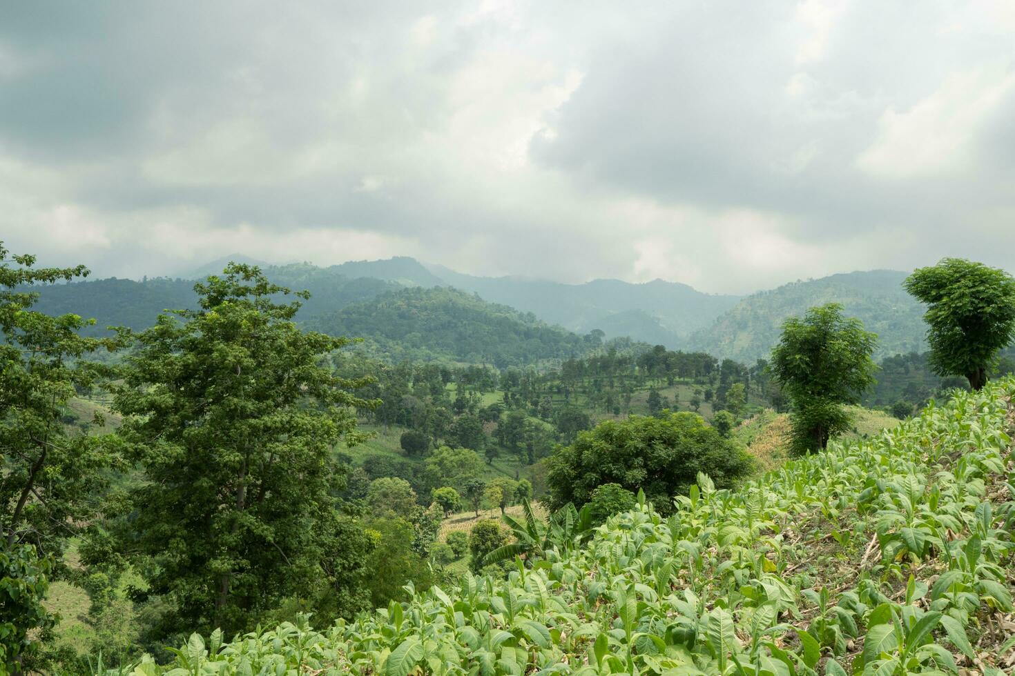 panorama tabaco e milho campo quando seco estação com azul céu e nublado vibrações. a foto é adequado para usar para jardim campo conteúdo meios de comunicação, natureza poster e Fazenda fundo.