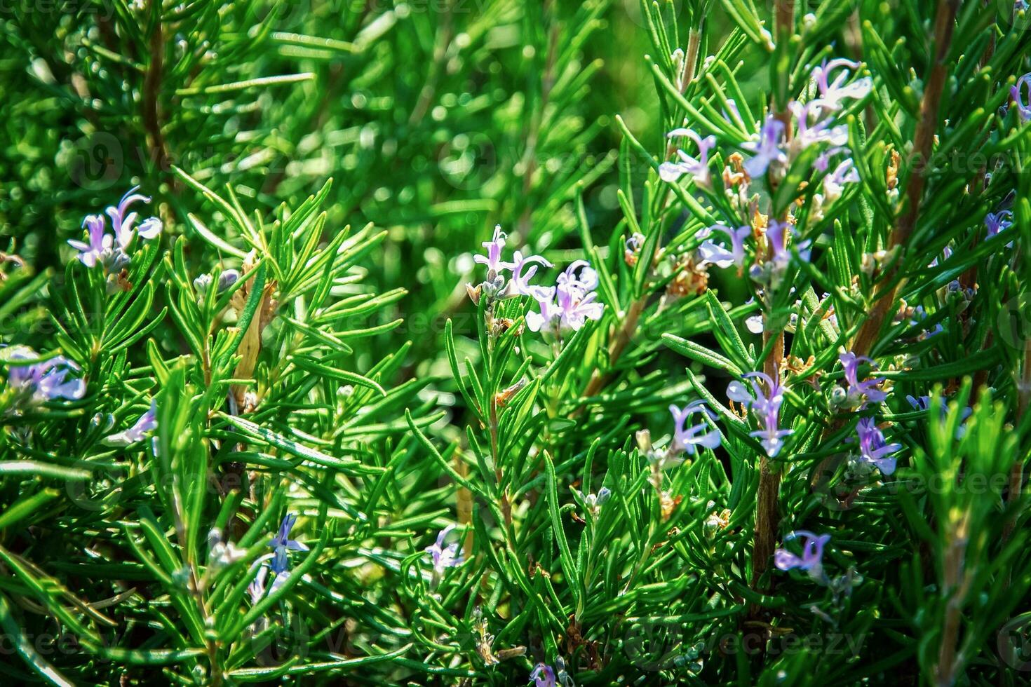 alecrim rosmarinus officinalis arbusto com pequeno azul flores foto