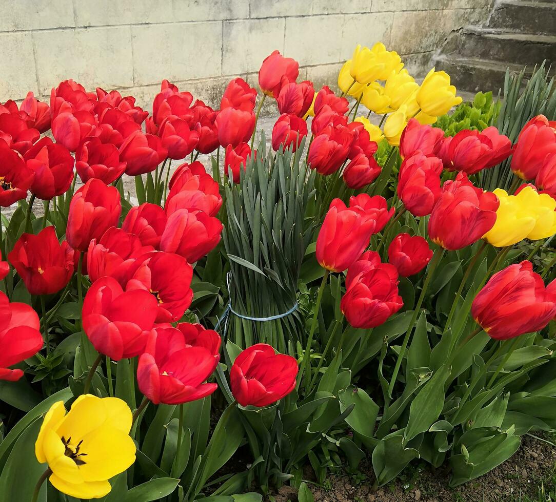 vermelho e amarelo tulipa jardins dentro frente do meu prédio. 1 dia dentro abril 2023 foto
