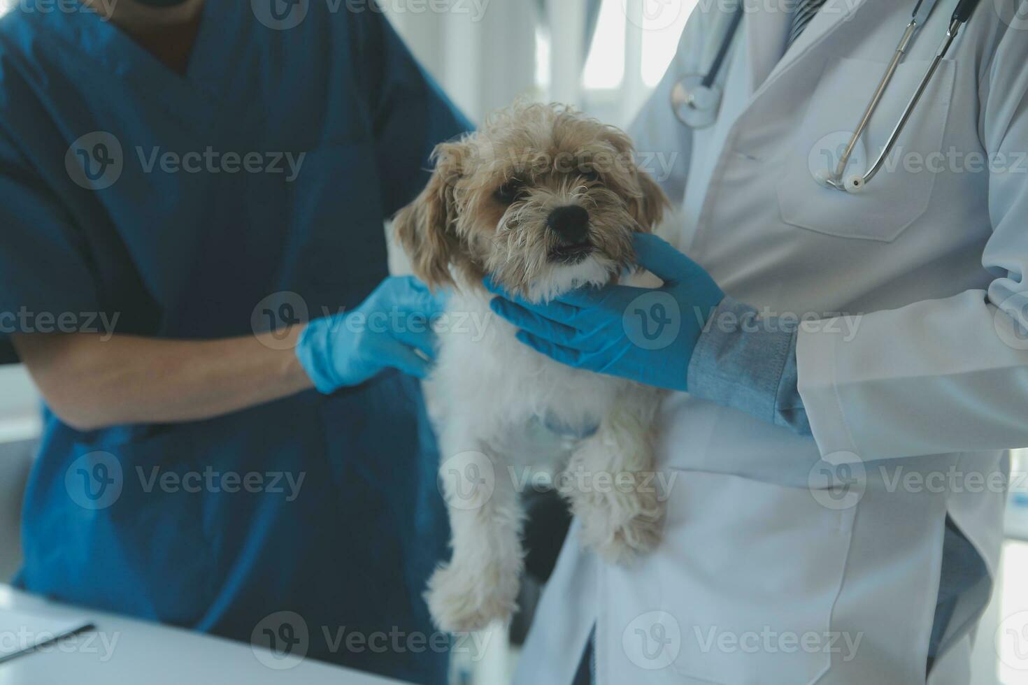 veterinario examinando cachorro e gato. cachorro e gatinho às veterinário doutor. animal clínica. animal Verifica acima e vacinação. saúde Cuidado. foto