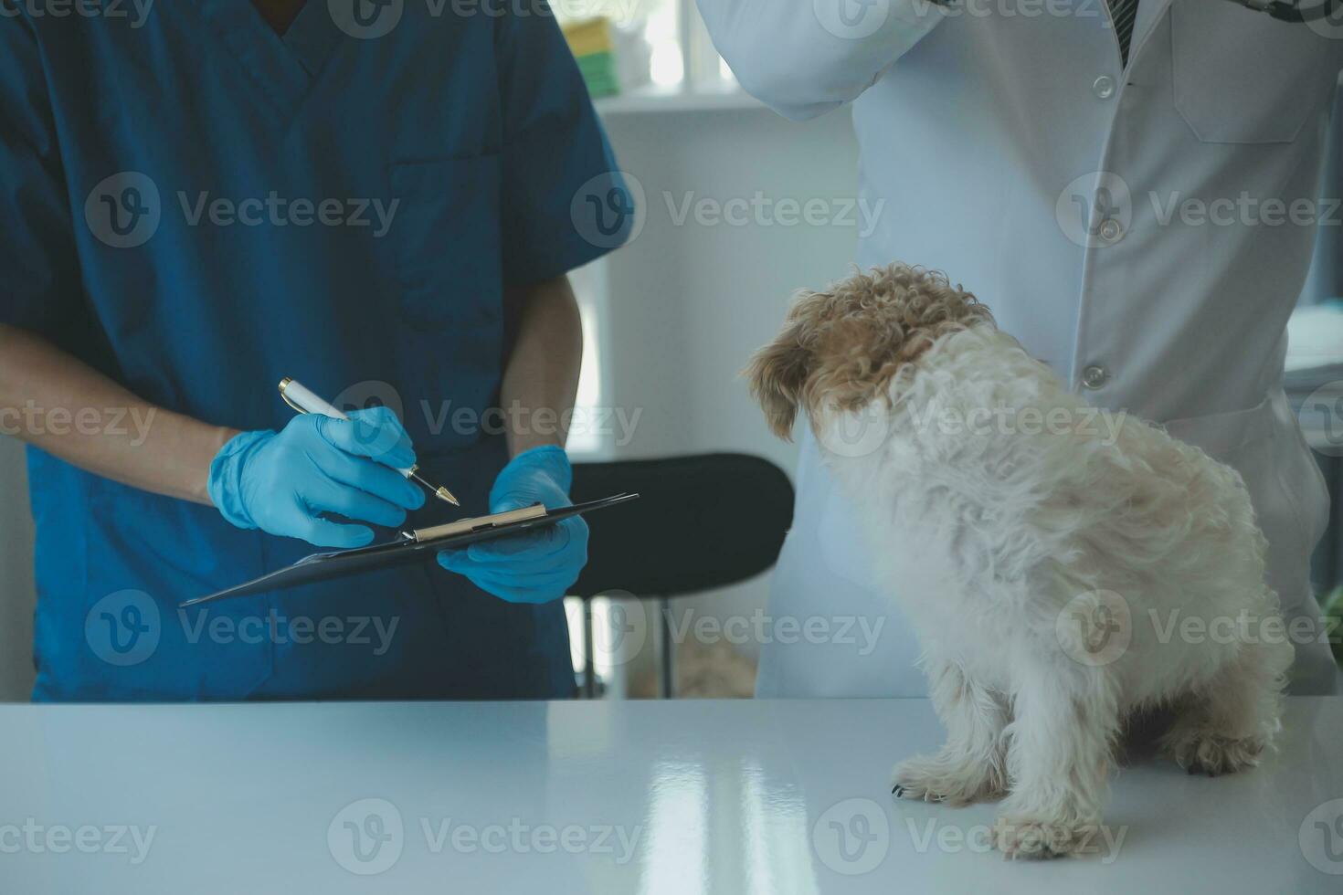 veterinario examinando cachorro e gato. cachorro e gatinho às veterinário doutor. animal clínica. animal Verifica acima e vacinação. saúde Cuidado. foto