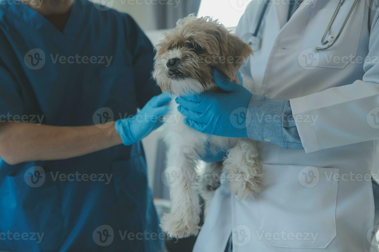 veterinario examinando cachorro e gato. cachorro e gatinho às veterinário doutor. animal clínica. animal Verifica acima e vacinação. saúde Cuidado. foto