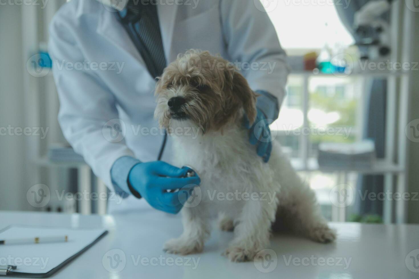 veterinario examinando cachorro e gato. cachorro e gatinho às veterinário doutor. animal clínica. animal Verifica acima e vacinação. saúde Cuidado. foto