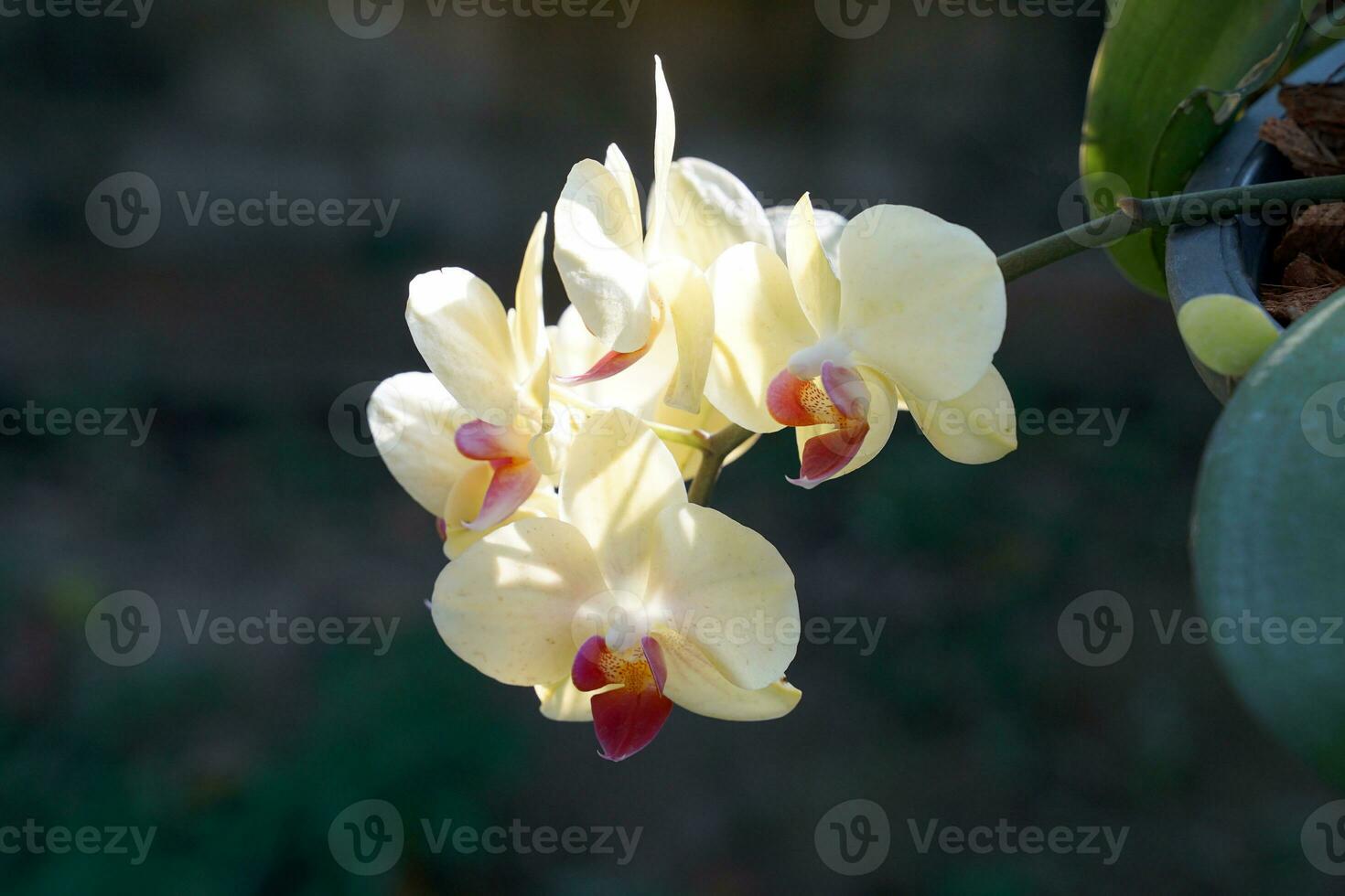as orquídeas vanda são orquídeas que crescem no topo sem formar aglomerados. as flores são bem grandes. as flores são brilhantes e bonitas, as flores são circulares, as pétalas são bastante duras e duráveis. foto