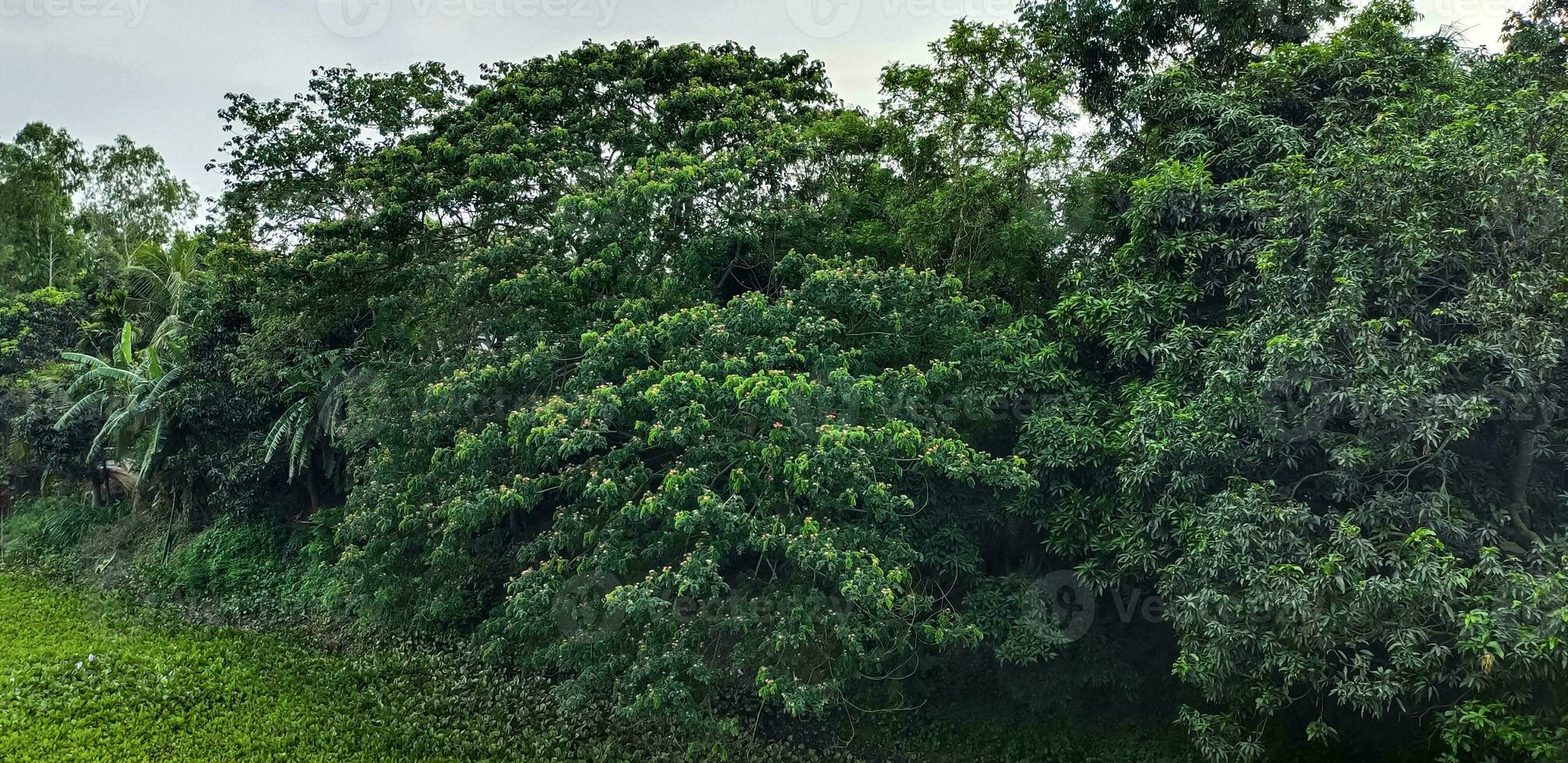 uma floresta com uma verde árvore dentro a primeiro plano e uma azul céu dentro a fundo. foto