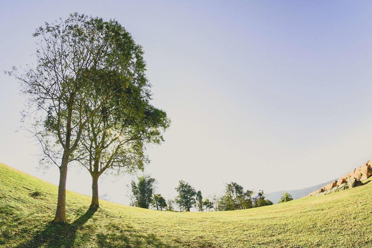 paisagem com árvore na natureza foto