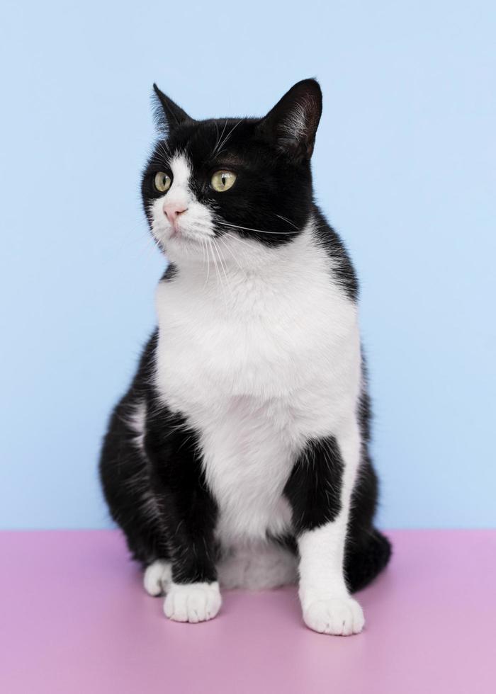 gato preto e branco em fundo azul foto