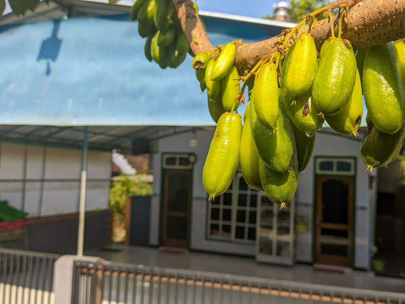 uma fechar acima do averrhoa bilimbi fruta ainda suspensão em a árvore. comumente conhecido Como bilimbi, pepino árvore, ou árvore alazão. uma frutífero árvore do a gênero averroa, família oxalidaceae foto